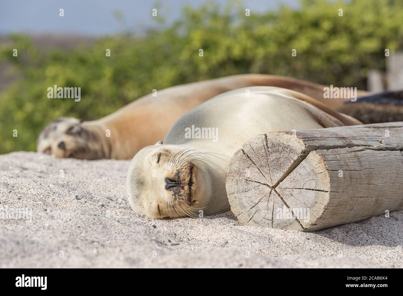 Meer Löwen im Sand liegen am Strand Galapagos Inseln - Niedliche entzückende Tiere Stockfoto