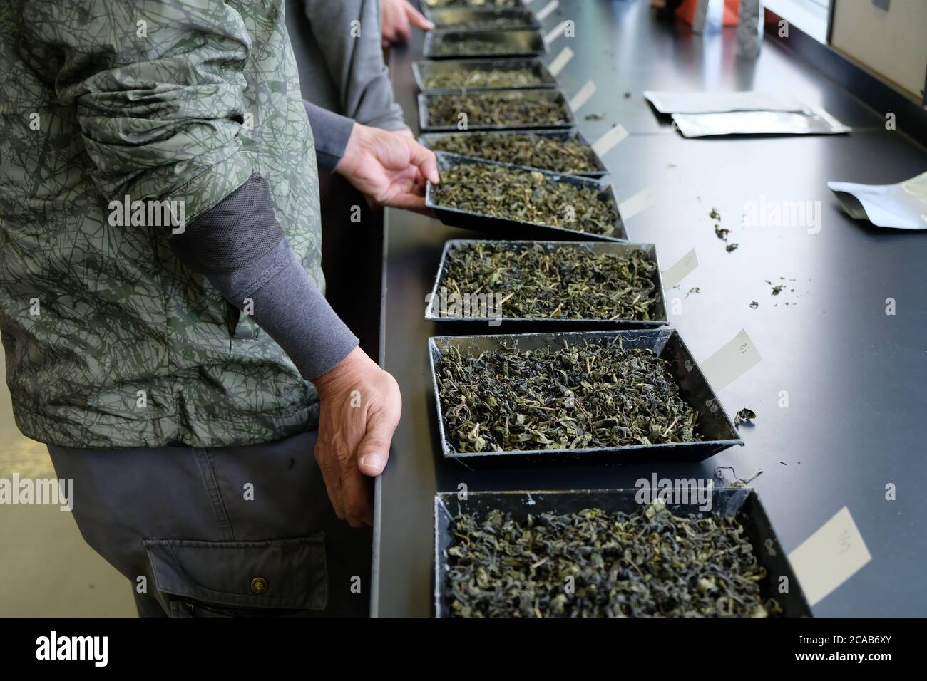 Der Prozess der Teeverkostung im Labor. Sortierung nach Farbe, Textur, Aroma und auch dem Geschmack des Tees. Stockfoto