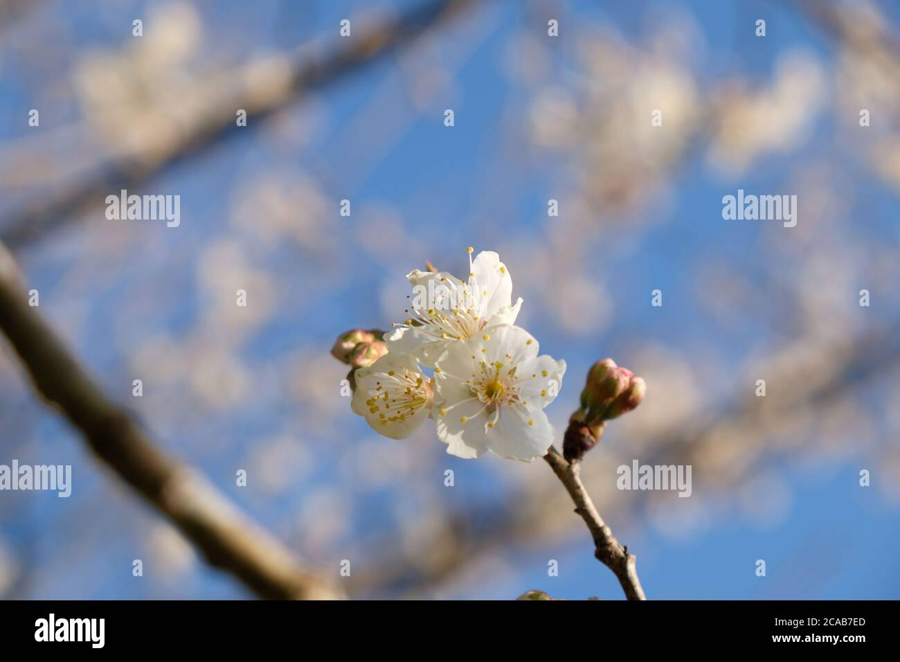 Schöne Kirschblüte im Dorf Shizuoka, Japan. In Japan signalisiert das Auftreten von Kirschblüten, die als Sakura bekannt sind, den Beginn des Frühlings. Stockfoto