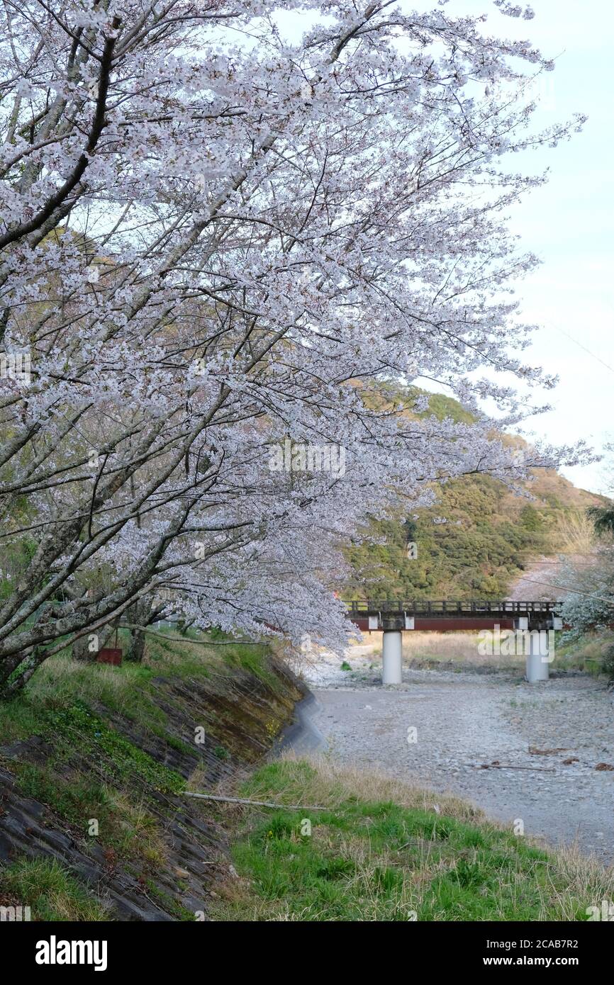 Schöne Kirschblüte im Dorf Shizuoka, Japan. In Japan signalisiert das Auftreten von Kirschblüten, die als Sakura bekannt sind, den Beginn des Frühlings. Stockfoto