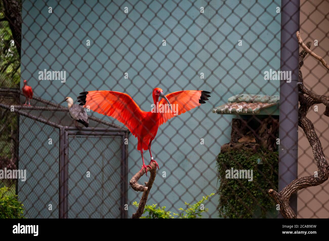 Ein schöner scharlachiger Ibisse (Eudocimus ruber - Art des Ibios) mit beiden Flügeln auf einem Barsch im Zoo Belo Horizonte. Stockfoto