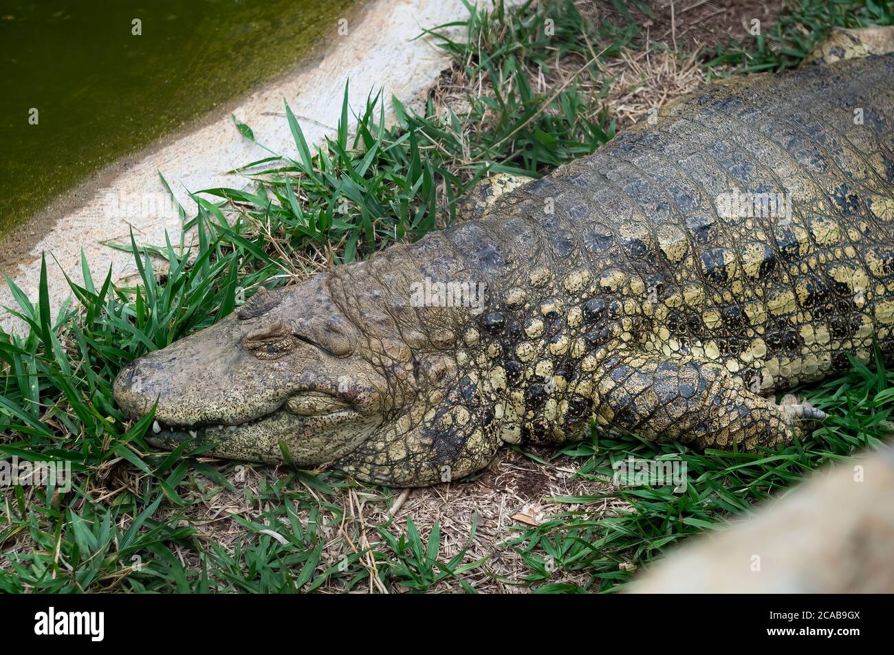 Ein breitschnäufiger Caiman (Caiman latirostris - Krokodilreptil aus Ost- und Mittelamerika), der auf Gras im Zoo Belo Horizonte liegt. Stockfoto