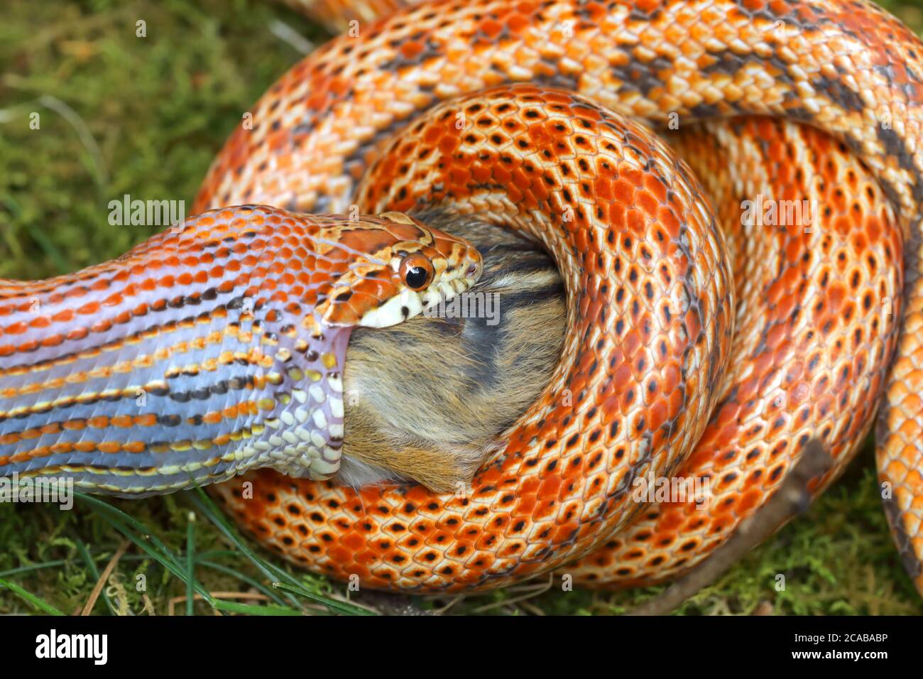 Maisschlange (Pantherophis guttatus), Essen östlichen Chipmunk tot gefunden und angeboten, gefangen Schlange, heimisch in den östlichen Vereinigten Staaten Stockfoto