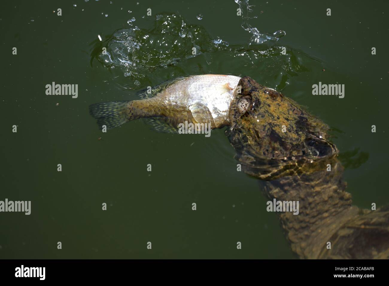 Schnappschildkröte, Chelydra serpentina, Maryland, Fütterung auf toten weißen crappie Stockfoto