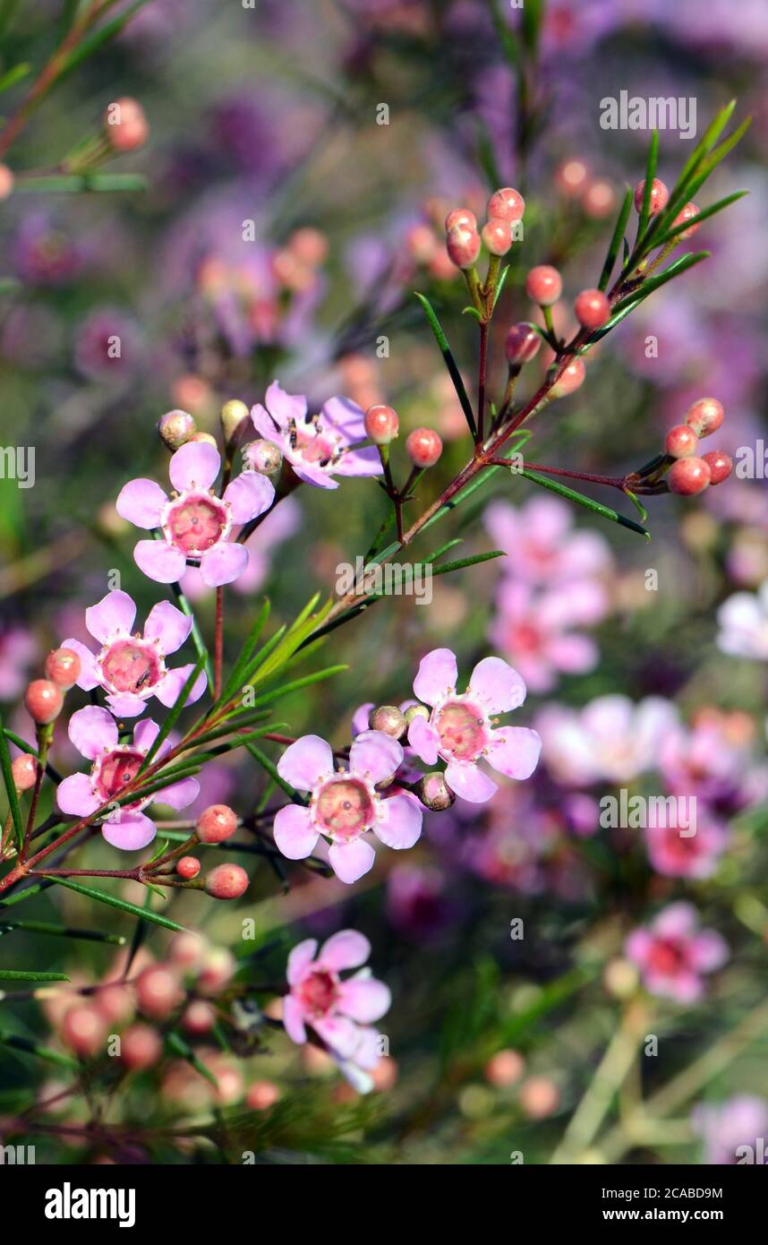 Rosa Blüten einer australischen einheimischen Geraldton Wax Sorte, CWA Pink, Chamelaucium uncinatum, Familie Myrtaceae, endemisch in Westaustralien. Winter Stockfoto