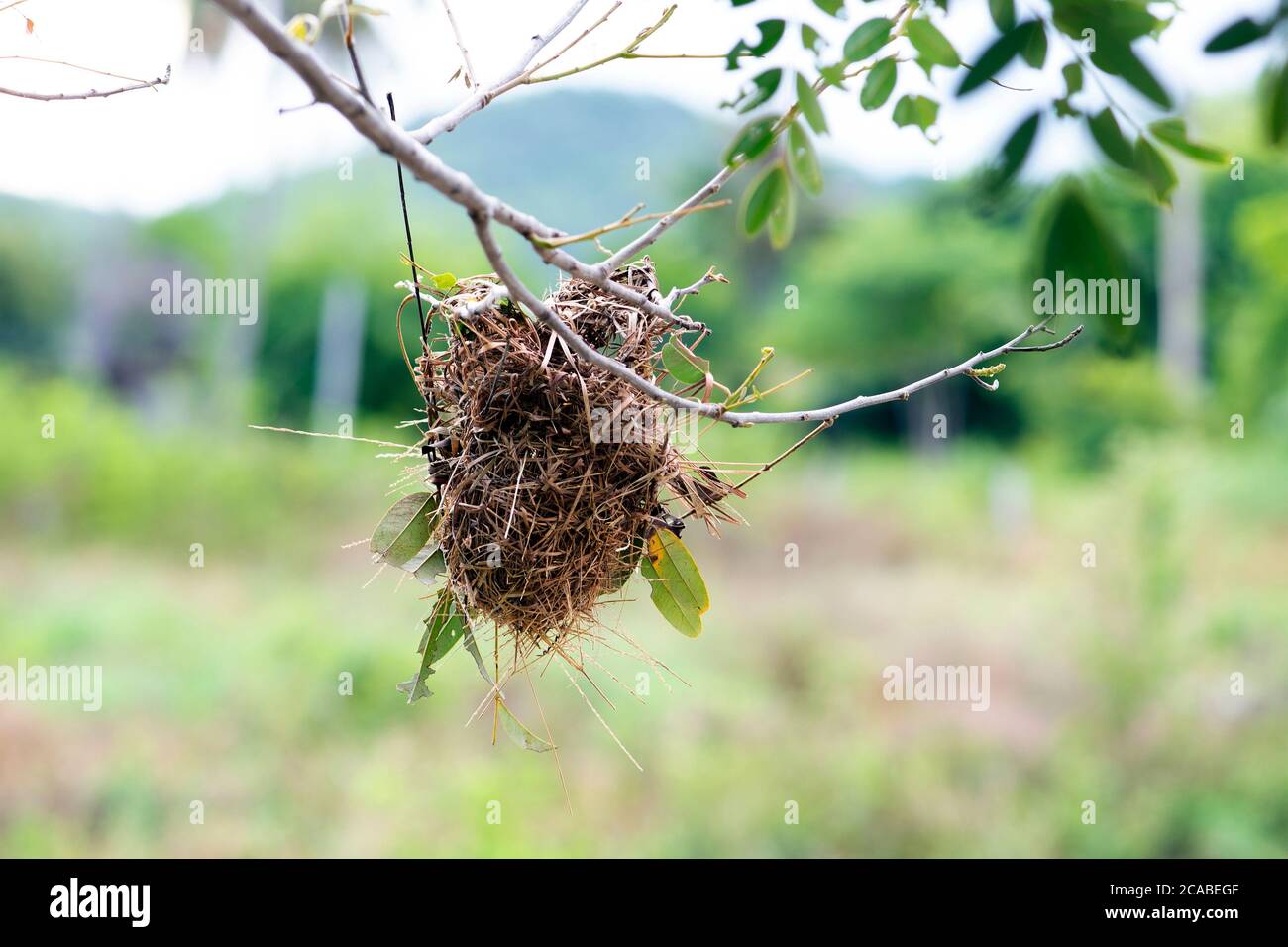 Leeres Vogelnest, das in der Natur an Ästen hängt. Stockfoto