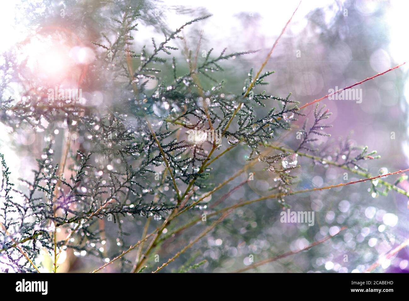 Wassertropfen links auf Kiefernästen nach Regen für Foto-Hintergrund. Stockfoto