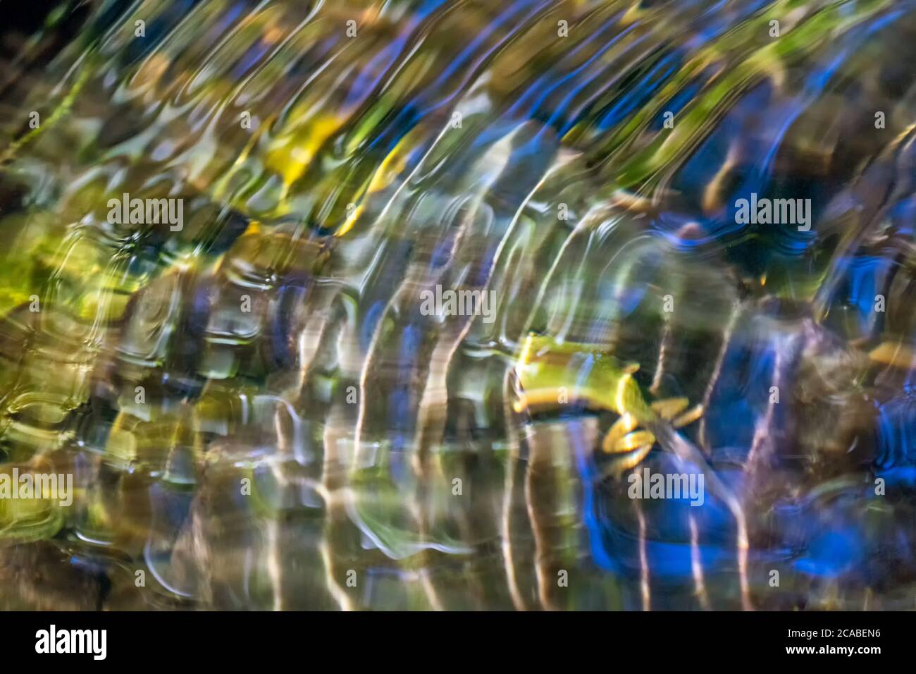 Bunte Wellen auf einem Teich mit einem Pacific Tree Frog Kaulquappe in ihm in Issaquah, Washington, USA Stockfoto