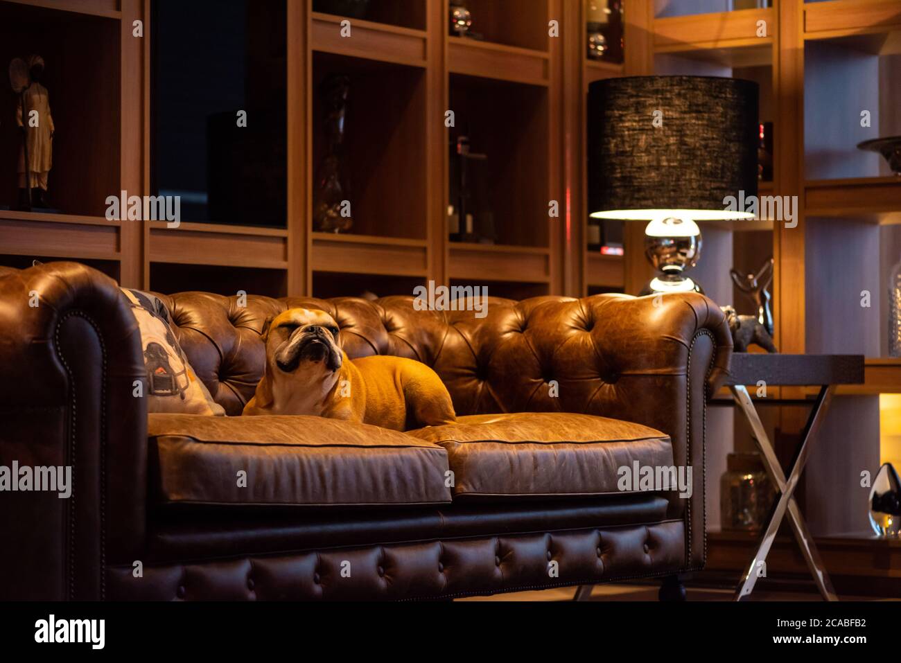 Bulldog Hund auf einer braunen Ledercouch in einem schicken Wohnzimmer  Stockfotografie - Alamy