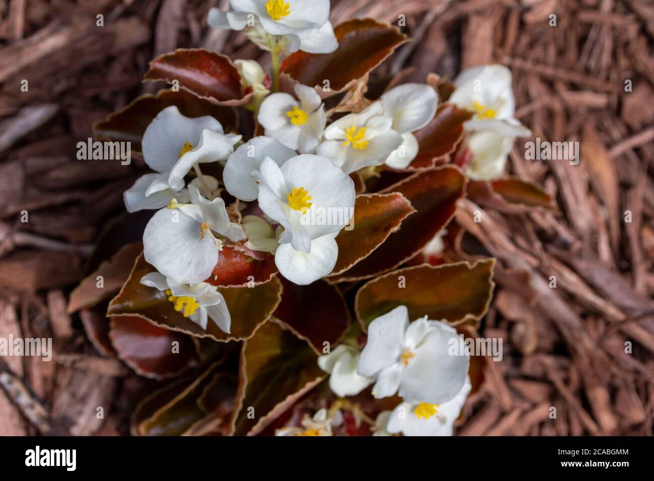 Nahaufnahme der schönen weißen Wachs Begonia Blumen wachsen in Holzschnitzelmulch Stockfoto