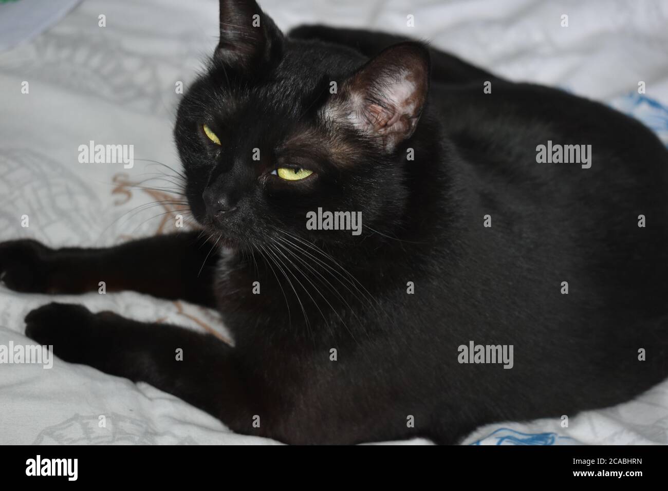 Nahaufnahme einer schwarzen Katze mit grünen Augen Auf einem Stoff Stockfoto