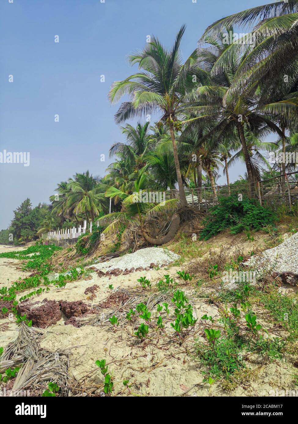 Sonniger Strand mit Pam-Bäumen in Cap Skirring, Senegal Stockfoto