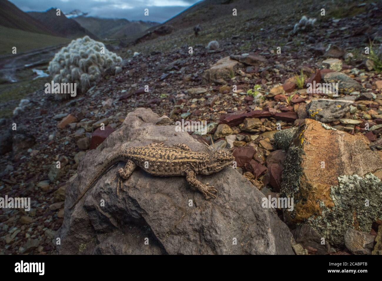 Eine Liolaemus-Eidechse sonnt sich an einem kalten Tag hoch oben in den Anden auf einem Stein, wo diese Eidechsen vorkommen. Stockfoto