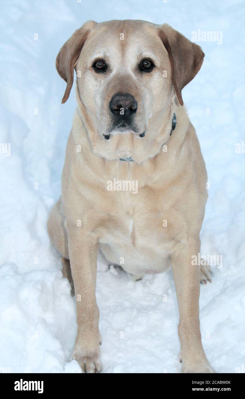 Wieder mein Hund Stockfoto