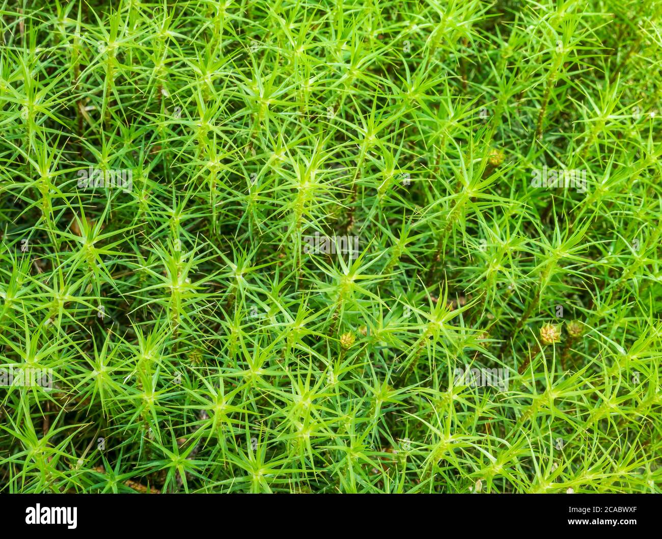 Polytrichastrum formosum gemeinhin als Haarmütze Moos oder Haar Moos natürliche Textur Hintergrund. Stockfoto