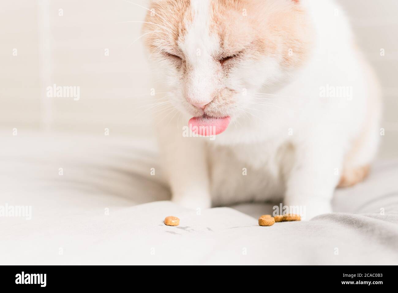 Katze Zunge heraus beim Essen Stockfoto