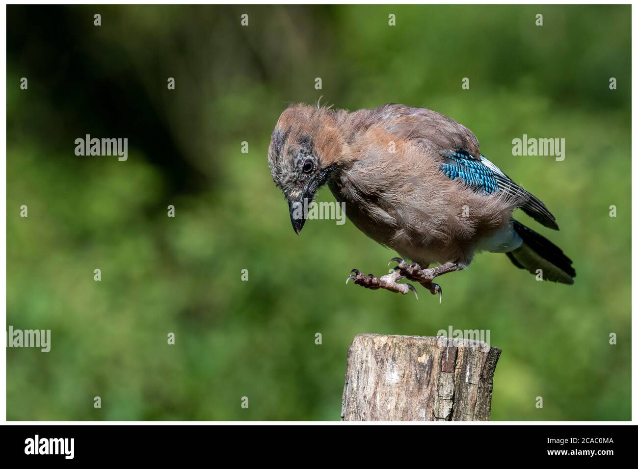 Young jay übt die Landung auf einem Baumstumpf in Norfolk Woodland. Stockfoto