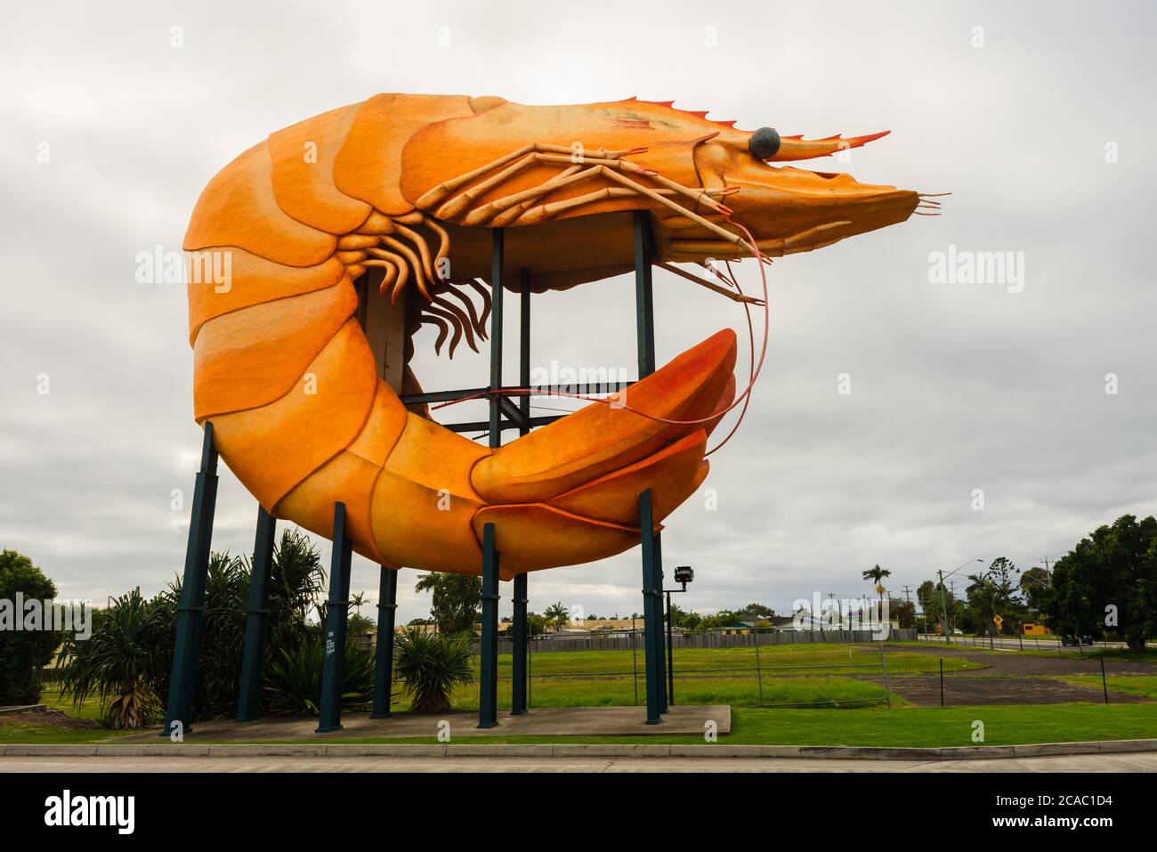 Die große Garnele Stockfoto