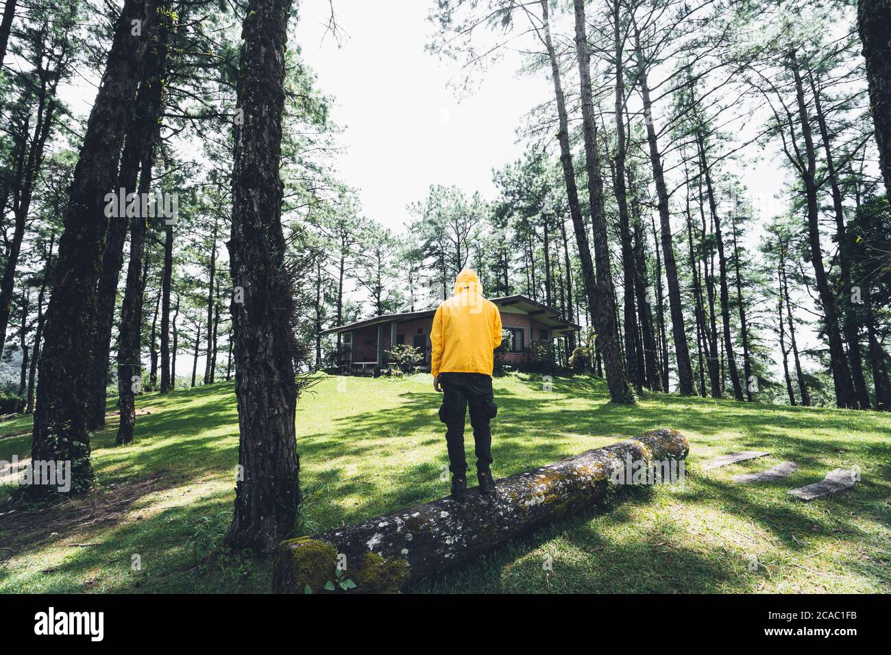 Im Wald und grüne Bäume am Tag Bäume und Rasenflächen Stockfoto