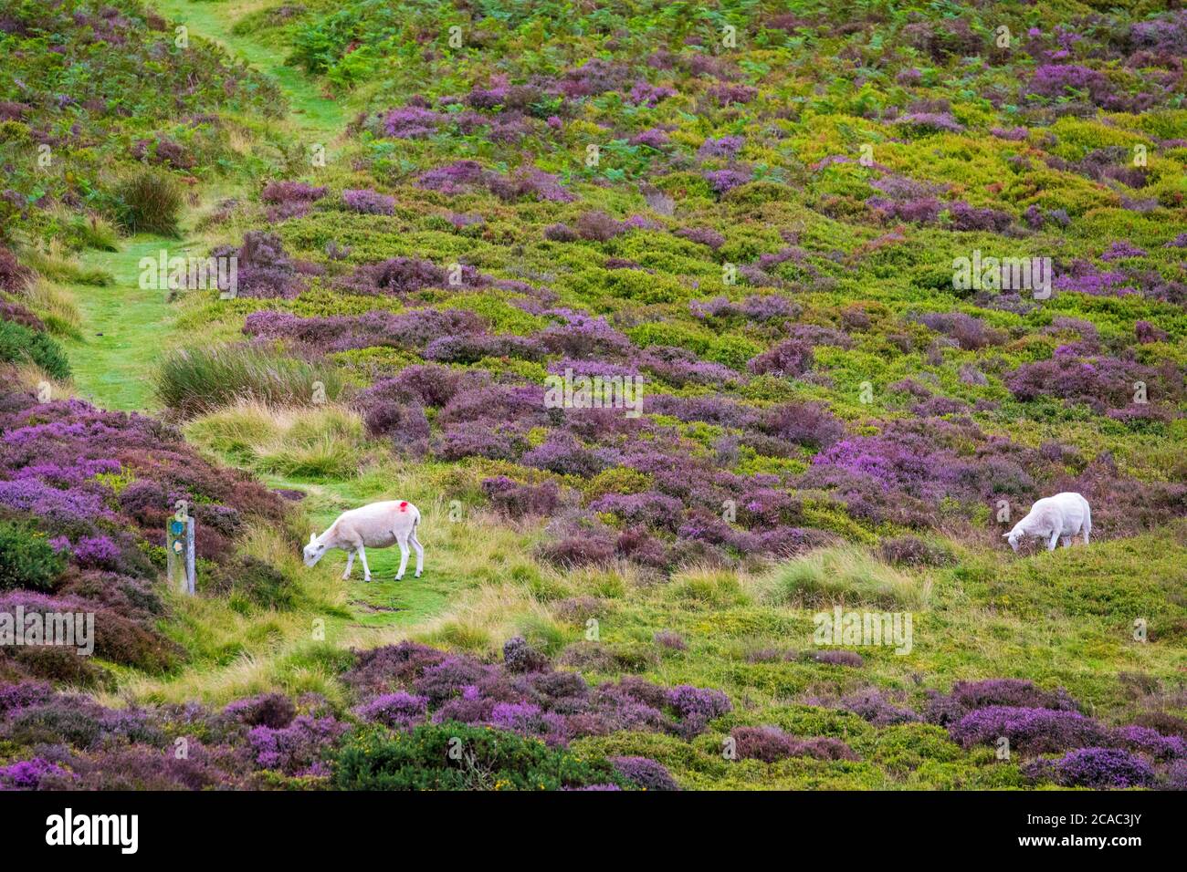 Denbighshire, North Wales, 6. August 2020. UK Wetter: Ein warmer Start in den Tag in der Clydian Range und in der Region von Oustanding Natural Beauty an der Grenze von Flintshire und Denbighshire in Nordwales. Schafe auf dem Hügel von Moel Famau zwischen einem Teppich aus blühenden Heidekraut und Gause in der Clwydian Range, North Wales © DGDImages/AlamyLiveNews Stockfoto