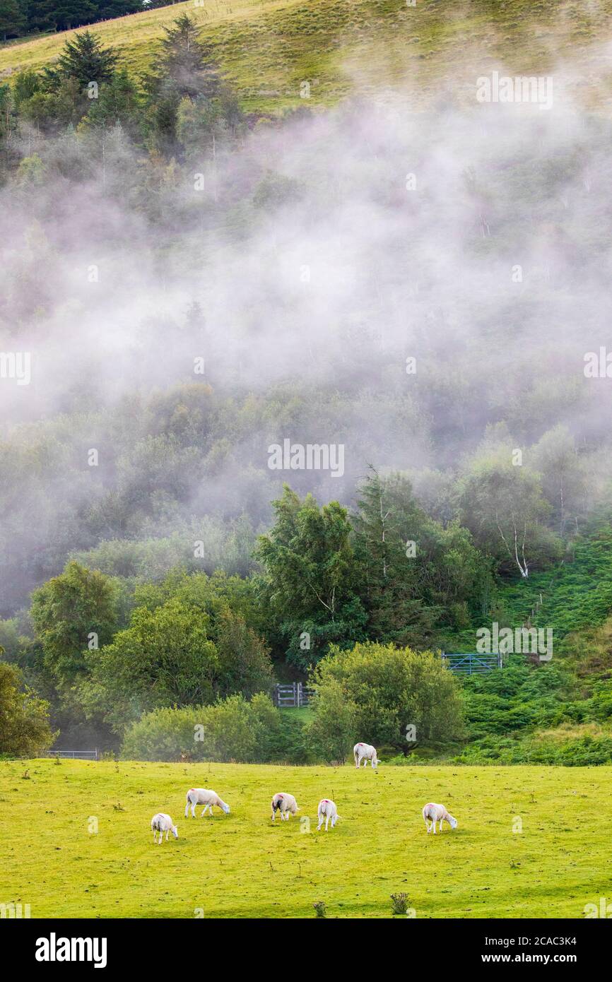 Denbighshire, North Wales, 6. August 2020. UK Wetter: Ein warmer Start in den Tag in der Clydian Range und in der Region von Oustanding Natural Beauty an der Grenze von Flintshire und Denbighshire in Nordwales. Früh morgens Nebel in der Clydian Range, bevor das Wetter in den kommenden Tagen erwärmt, Denbighshire, Wales © DGDImages/AlamyLiveNews Stockfoto