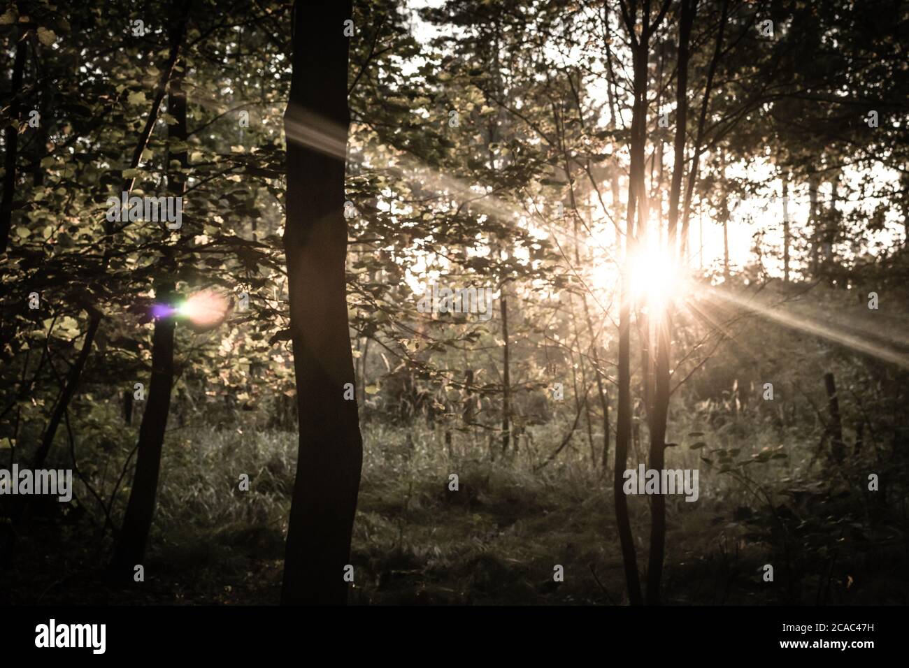 Sepia-Sonnenuntergang in einem tiefen Wald mit einem bunten Lichtreflexe Stockfoto
