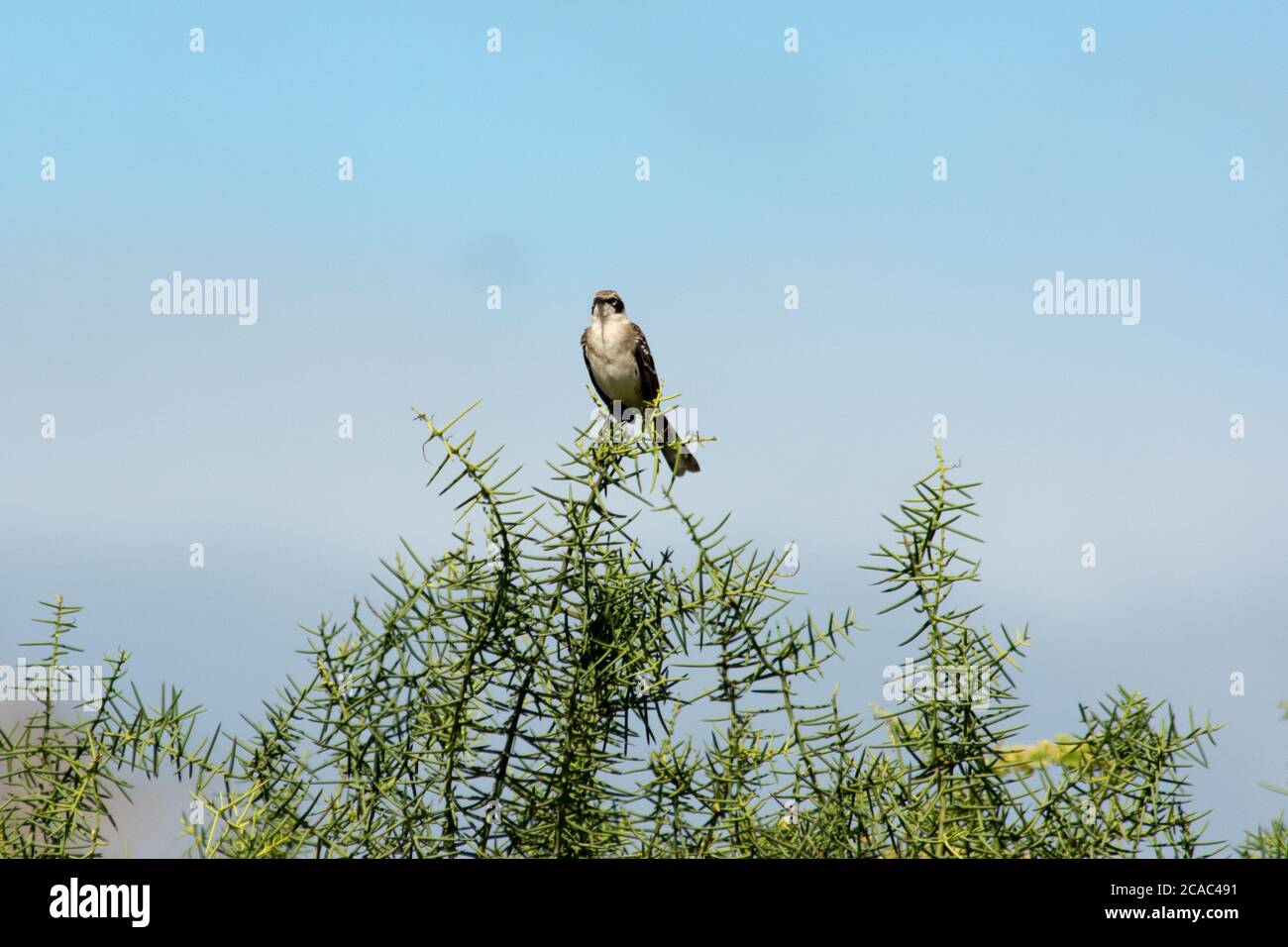 Galápagos Mockingbird im Busch am Strand der Insel Rábida im Archipel von Galapagos. Stockfoto