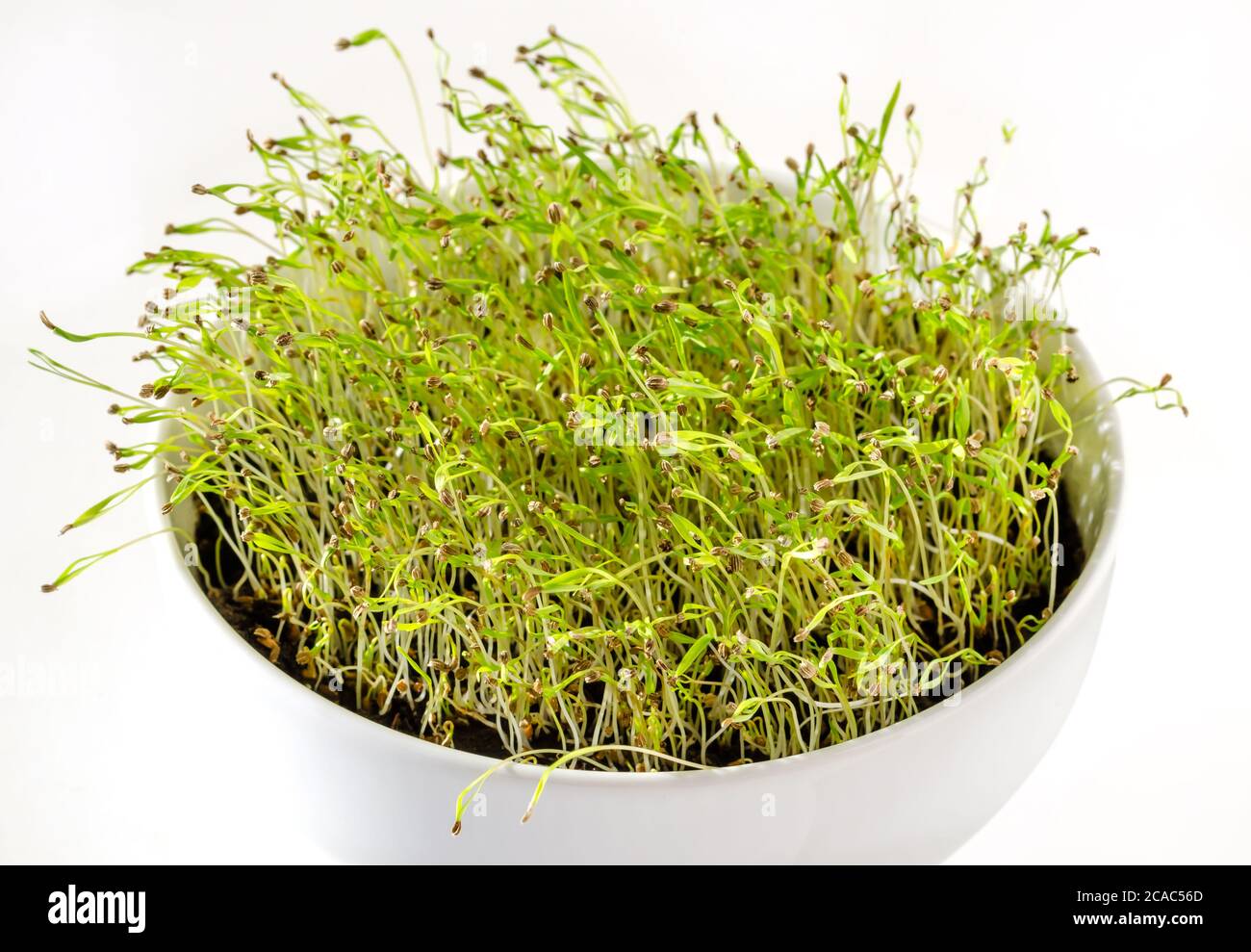 Karotten Sämlinge in einer weißen Schüssel, Vorderansicht. Triebe von Daucus carota, ein Wurzelgemüse, in Topfkompost. Microgreens und Grünsprossen. Stockfoto
