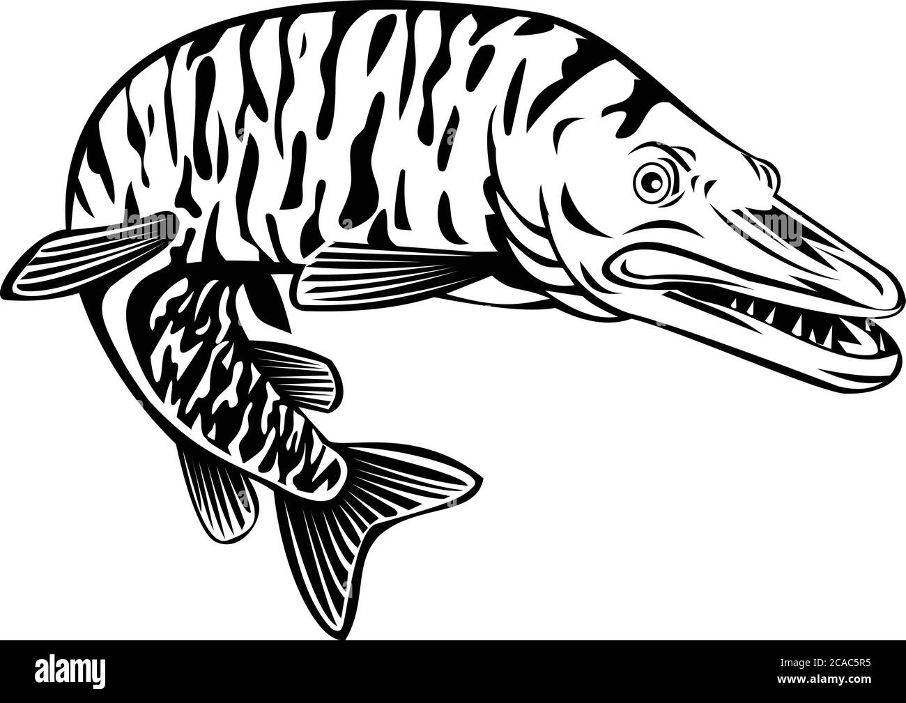 Retro-Stil Illustration eines Tiger muskellunge, Esox masquinongy, Tiger muskie, ein fleischfressender Fisch Hybrid Nachkommen von echten muskellunge und Nord Stock Vektor