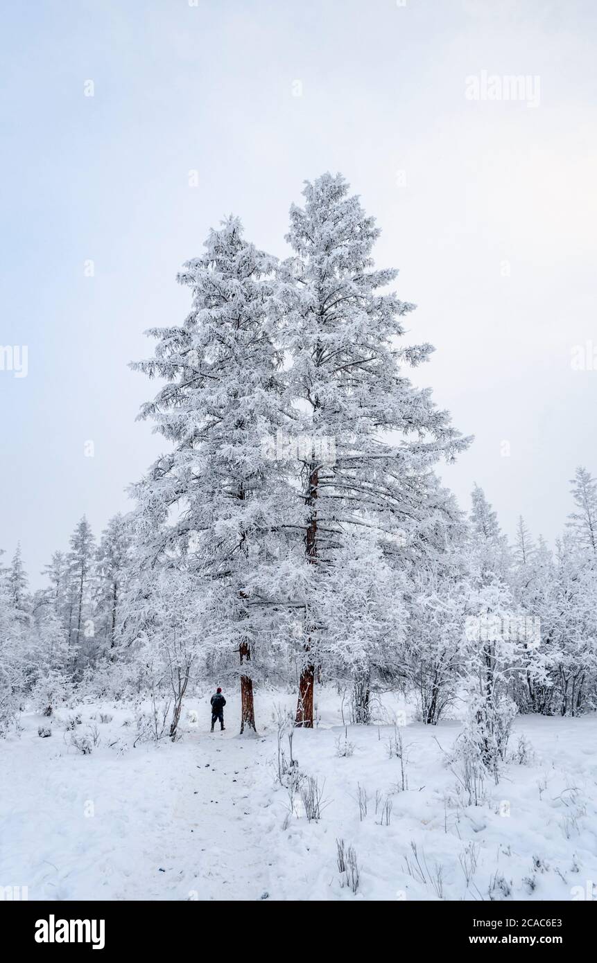 Mann, der in den schneebedeckten Wald in der Nähe des Dorfes Oymyakon in Jakutien, Russland, wandert. Stockfoto