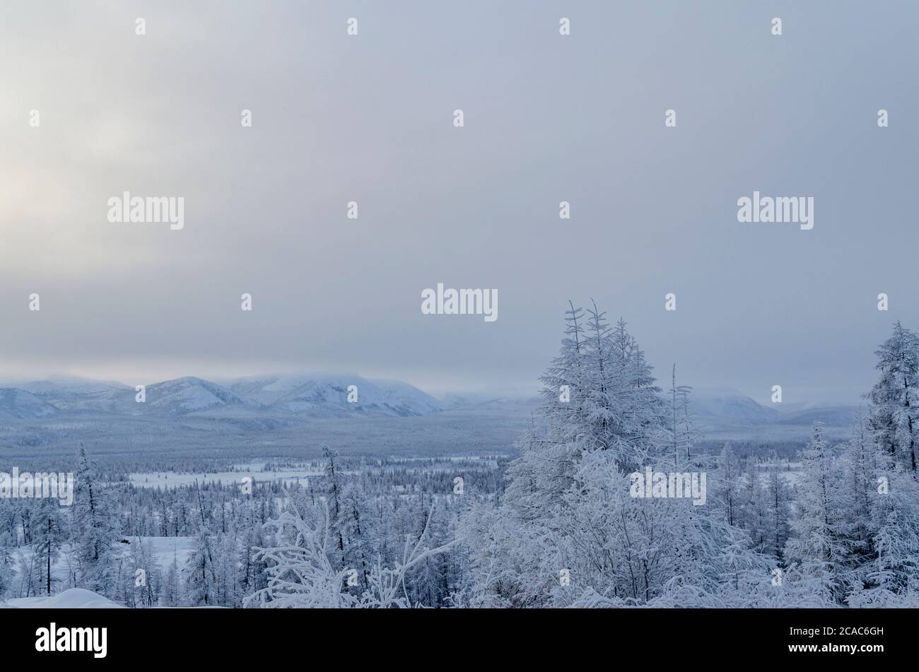 Verschneiten Wald in der Republik Sacha, Kolyma Trakt, der russische Norden Stockfoto