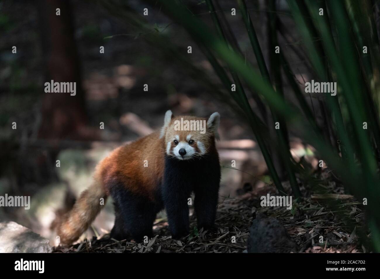 Roter Panda auf der Chengdu Forschungsbasis für die Züchtung des Großen Pandas. Stockfoto