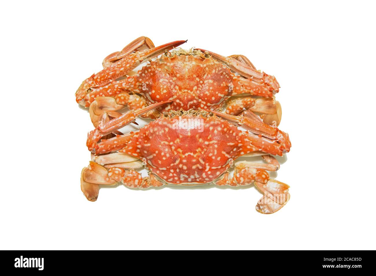 Frisch gedämpfte rote Krabben auf weißem Hintergrund. Stockfoto
