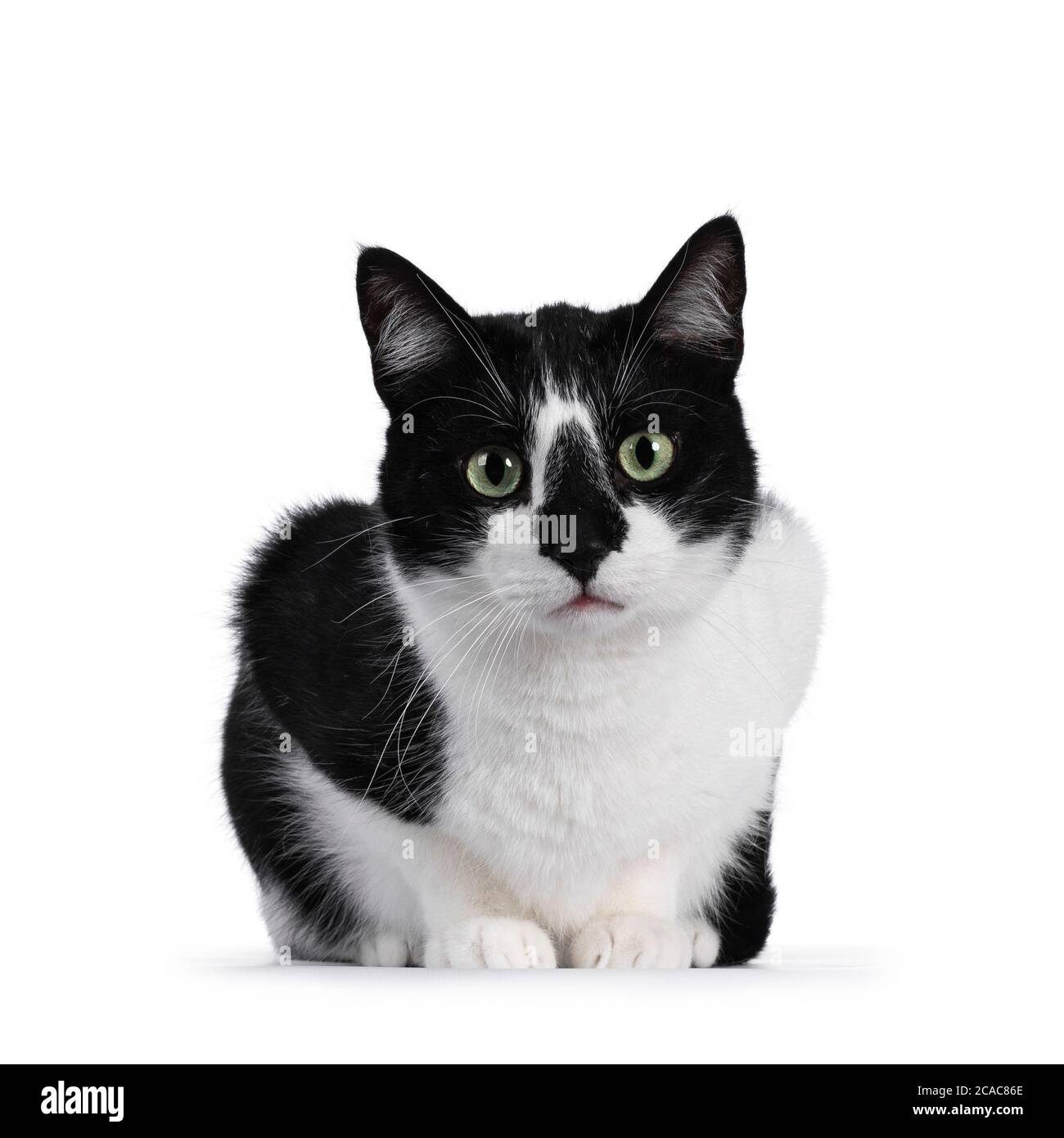 Niedliche schwarz-weiße Hauskatze, sitzend nach vorne. Blick neben der Kamera mit hypnotisierenden grünen Augen. Isoliert auf weißem Hintergrund. Stockfoto