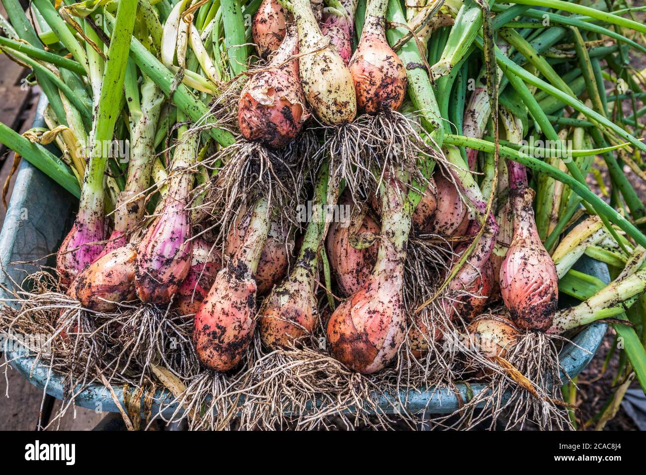 Frisch gezogene Schalotten Zwiebeln mit Wurzeln und Stapeln, in einer Schubkarre. Stockfoto