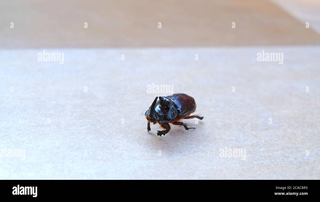 Rhinoceros Beetle auf dem Boden Vorderansicht Stockfoto
