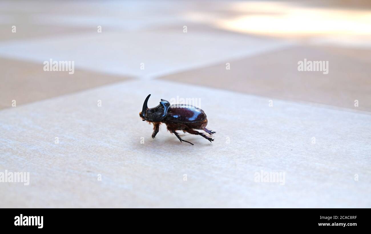 Rhinoceros Beetle auf dem Boden zu Hause Stockfoto