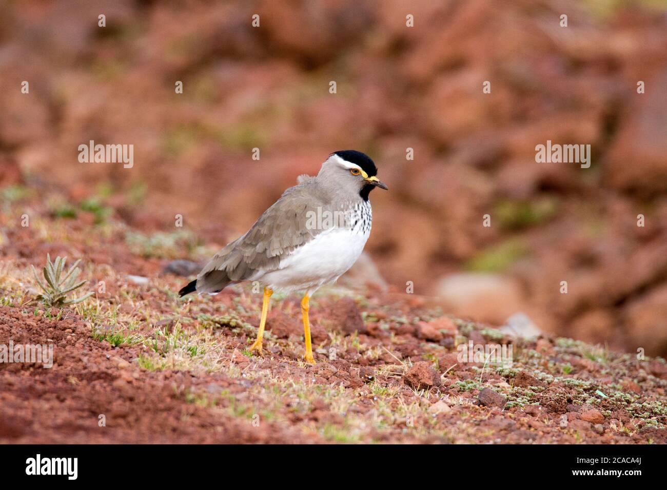 Der Kiebitz (Vanellus melanocephalus) ist eine Vogelart aus der Familie der Charadriidae. Sie ist endemisch im äthiopischen Hochland. Photogr Stockfoto