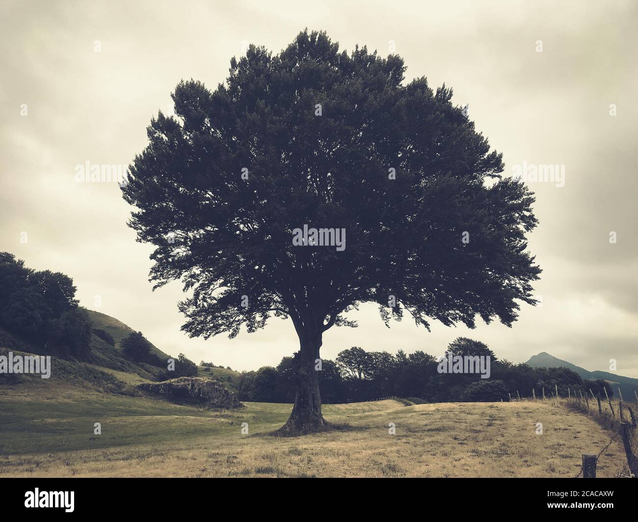 Ein einzelner Baum in einem Feld. Vintage-Farbfotografie Stockfoto