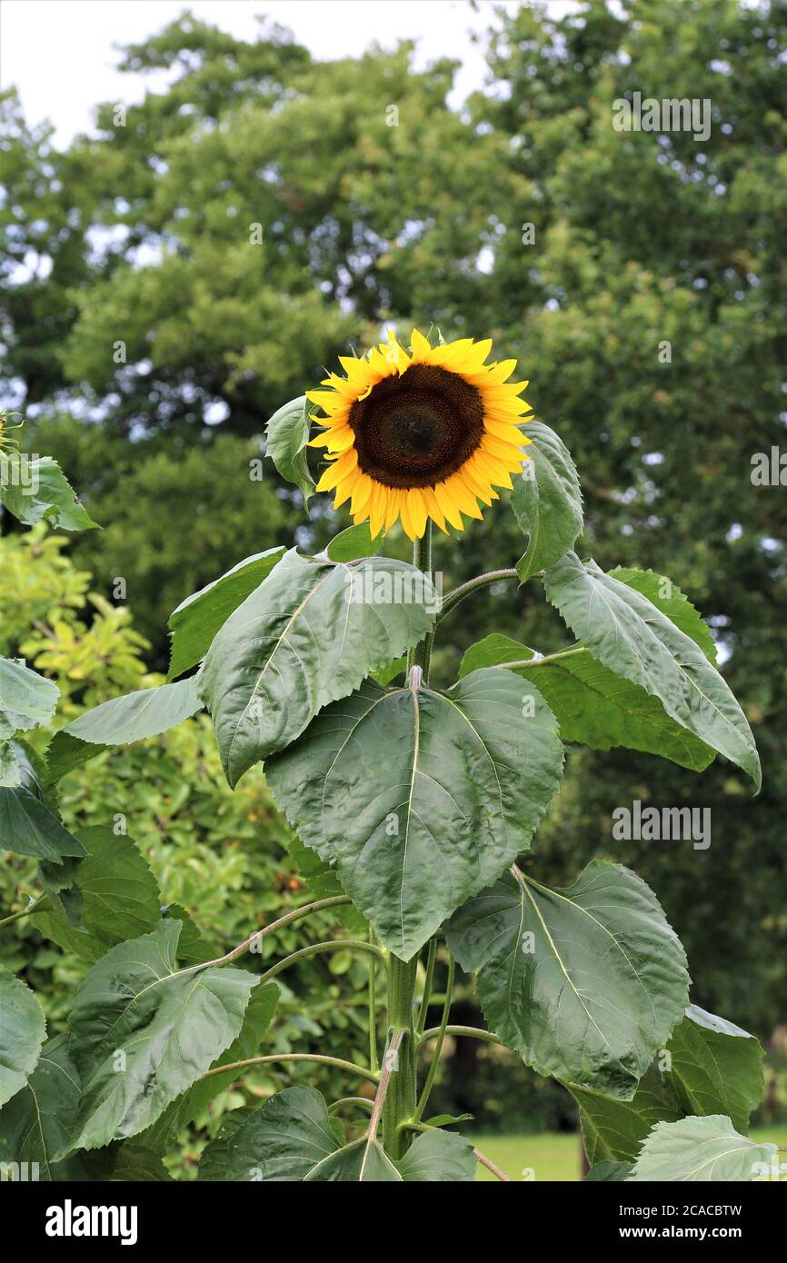 Sonnenblume, nur Öffnung mit grünen Blättern vor einem grünen Hintergrund Stockfoto