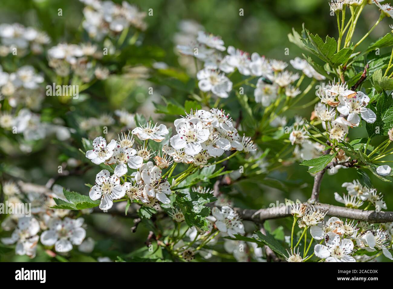 Crataegus monogyna, bekannt als gewöhnlicher Weißdorn, Weißdorn oder Weißdorn mit Einsaat, ist eine in Europa, Nordwestafrika heimische Weißdornart Stockfoto