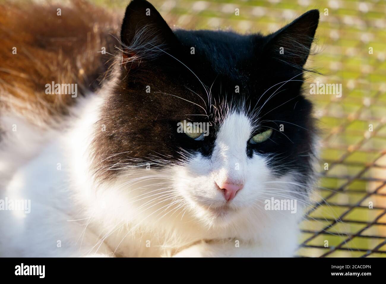 Eine schöne flauschige Katze mit grünlichen Augen. Stockfoto