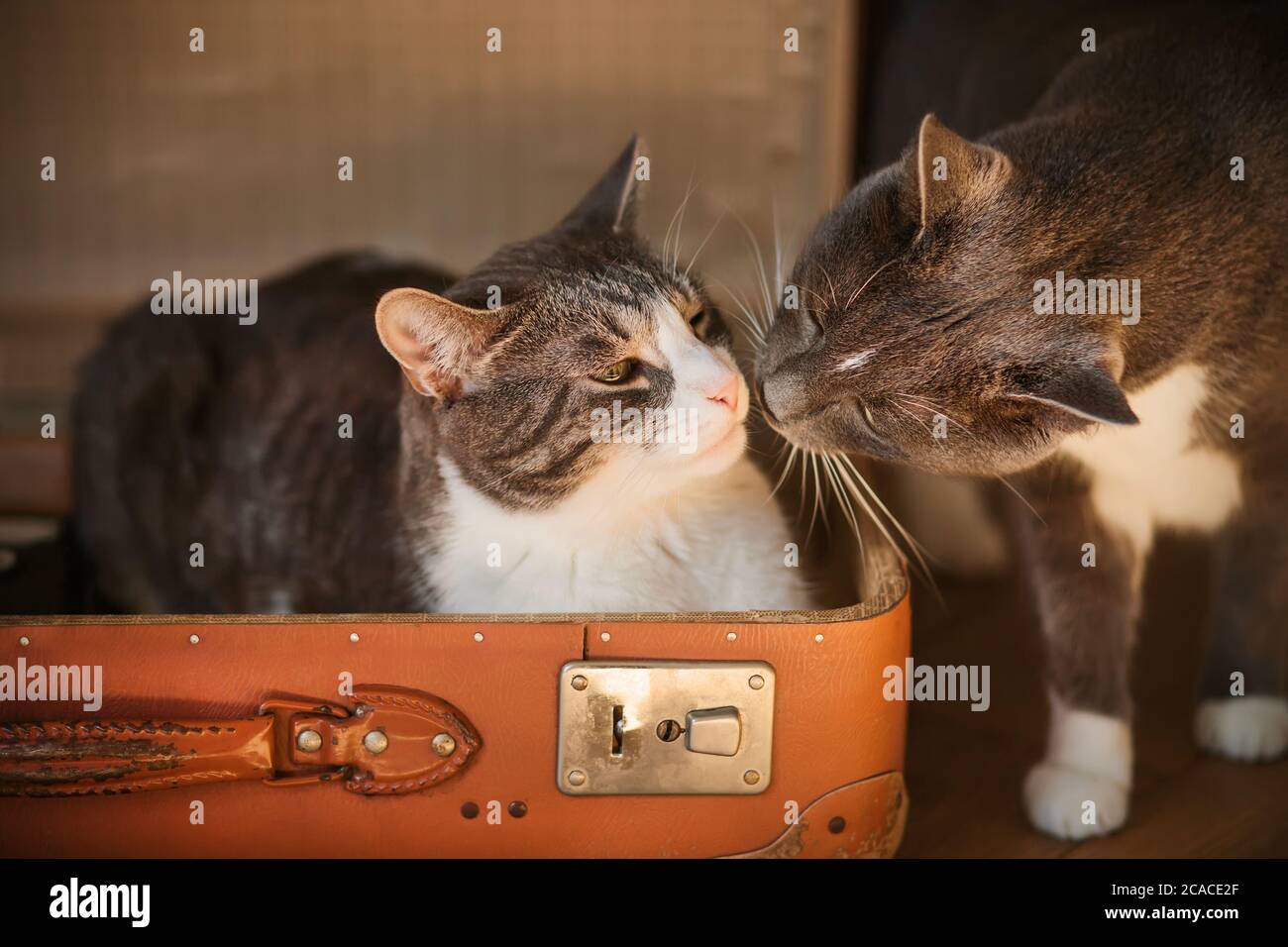 Eine graue Katze kommt auf und schnüffelt an einer unzufriedenen tabby Katze, die in einem Koffer sitzt und überrascht aussieht. Einführung in den neuen Mieter. Stockfoto