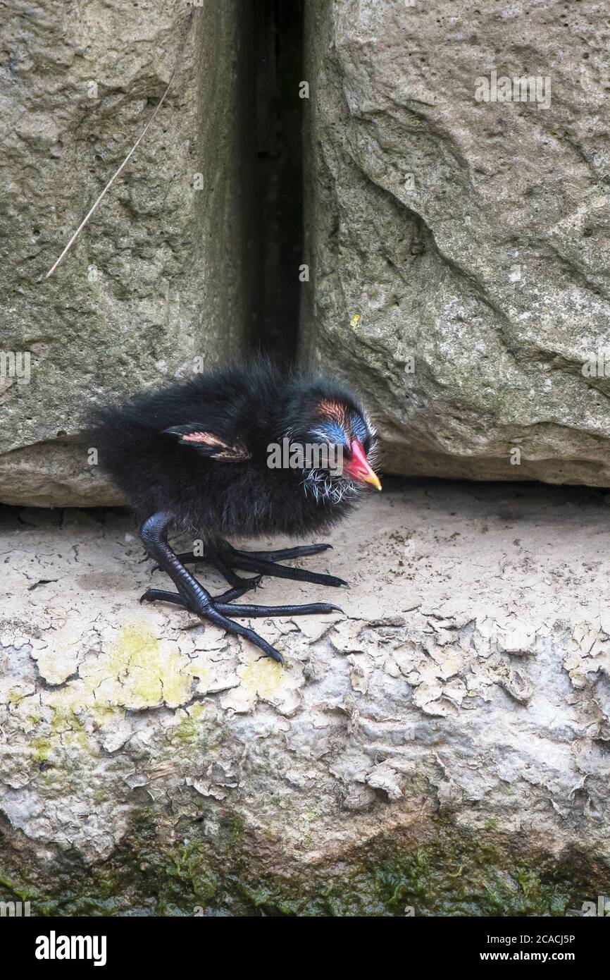 Ein Moorhen Gallinula chloropus Küken, das an einer Wand am Trenance Boating Lake in Trenance Gardens in Newquay in Cornwall festklammert. Stockfoto