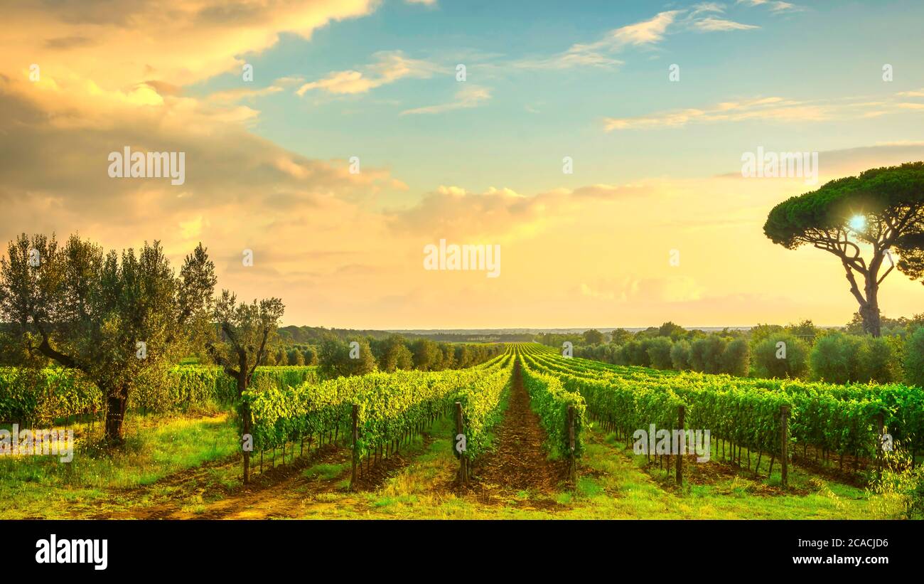 Bolgheri Weinberg, Olivenbäume und Kiefer bei Sonnenuntergang. Maremma Toskana, Italien, Europa. Stockfoto