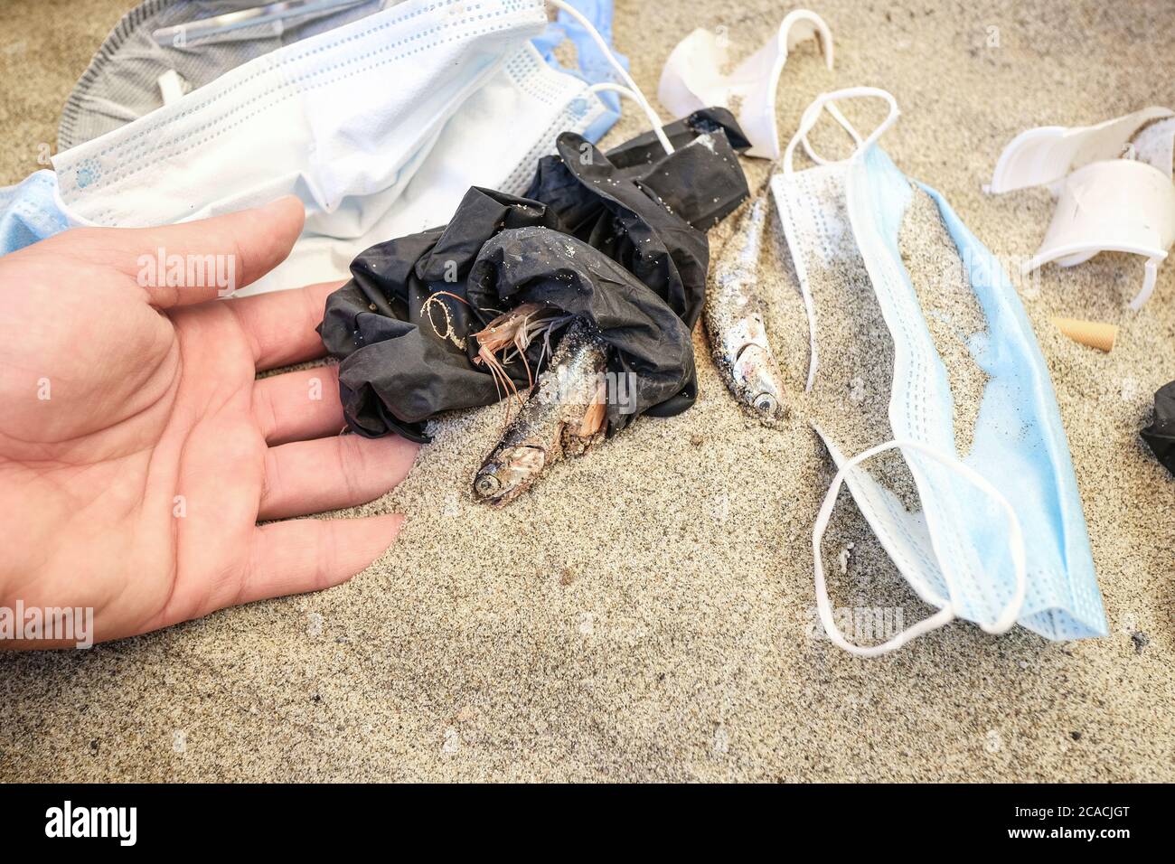 Mann abholen toten Fisch auf Plastik verschmutzte Küste, medizinische Abfälle Verschmutzung Stockfoto