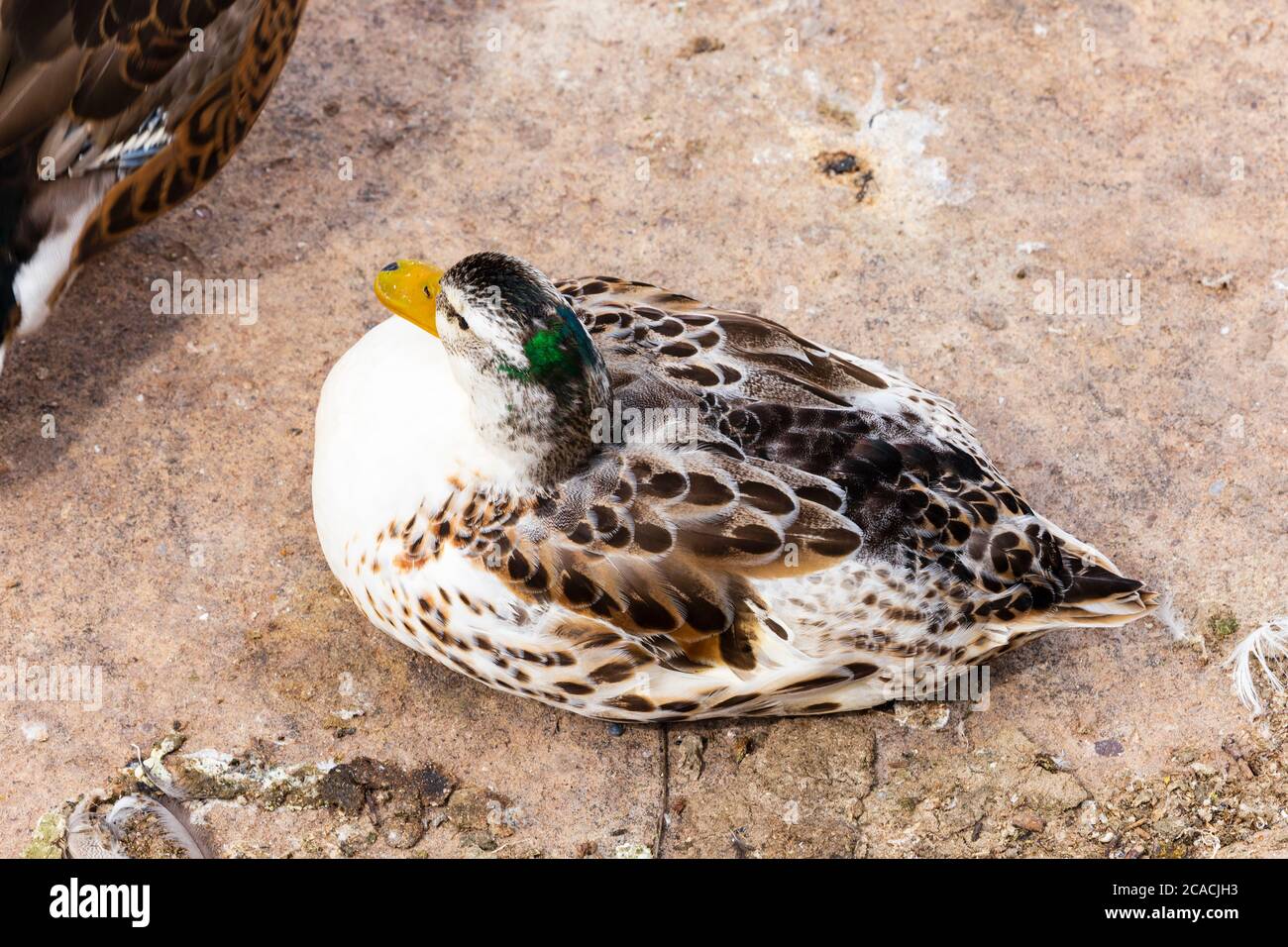 Seltene leukistische männliche Stockente drake Ente, Anas platyrhynchos, an Land Stockfoto