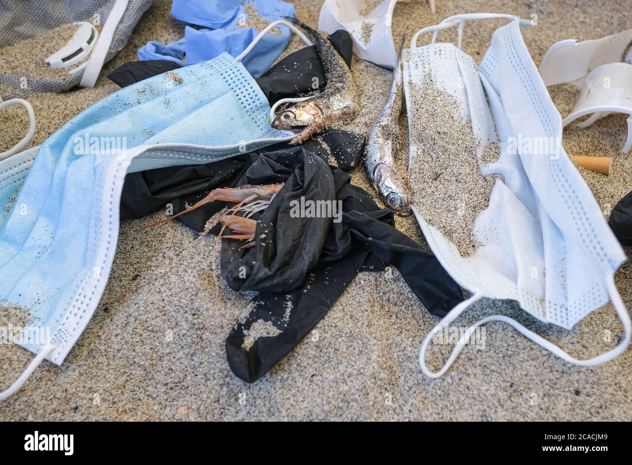 Tote Sardellen Fisch auf Kunststoff verschmutzt sandigen Seekuast, medizinische Abfälle Verschmutzung Stockfoto