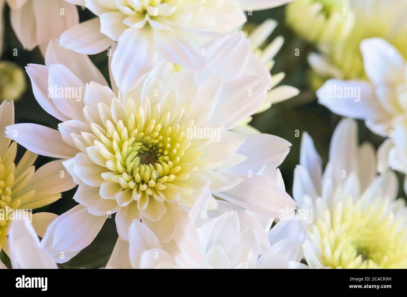 Nahaufnahme von weißen Chrysanthemum Blumen mit gelbem Zentrum. Selektiver Fokus mit unscharfem Hintergrund. Stockfoto