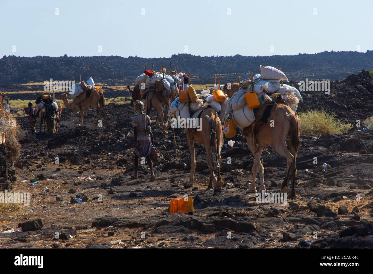 Erta Ale, Äthiopien - Nov 2018: Kamelkarawane, die von Einheimischen aus der Ferne in der Wüste geführt werden Stockfoto